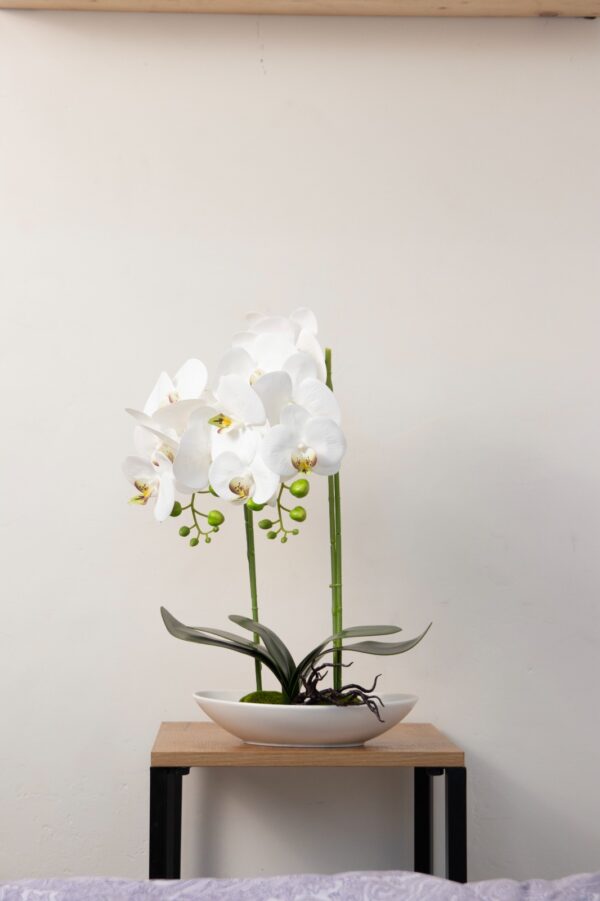 Phalaenopsis Orchid Flower Pot